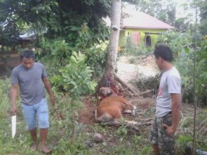 Gerindra Konawe Qurban Satu Ekor Sapi