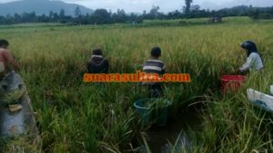 Petani Konawe Utara Mulai Kembangkan Padi Korea