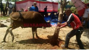 Berbagi Kepada Sesama, Polres Konawe Kurban 23 Ekor Sapi