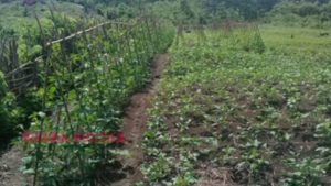 Sambil Menunggu Program  Budidaya Kopi, Warga Matandahi Panen Palawija
