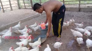 Warga Lapulu Kembangkan Ayam Arab