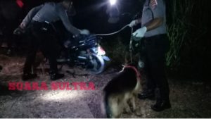 Kejar Pelaku Penculikan dan Pencabulan Anak di Hutan Nanga-nanga, Polisi Libatkan Anjing Pelacak