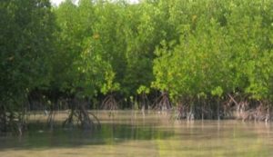 Mangrove Bagi Lingkungan Sekitar