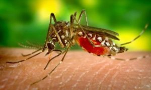 Musim Hujan, Waspadai Nyamuk Penyebab Demam Dengue