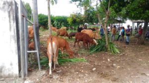 Edisi Perdana, Nilai Transaksi Pasar Hewan di Soppeng Mencapai Ratusan Juta Rupiah