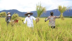 Usai Serahkan BLT di Kecamatan Oheo, Bupati Konut Gelar Panen Raya Bersama Masyarakat