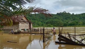 Puluhan Hektar Padi Sawah di Matanggonawe Konut Terendam Banjir, Petani Gagal Panen
