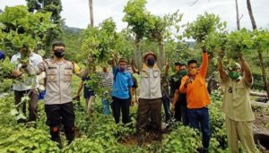 Melakukan Panen Raya Nilam di Tengah Pandemi Covid-19, Bupati Konut Juga Bagikan Sembako