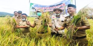 Hadiri Panen Padi di Lokasi Demplot, Wakil Bupati Konawe Apresiasi Hasil Uji Coba Biosel SR2020