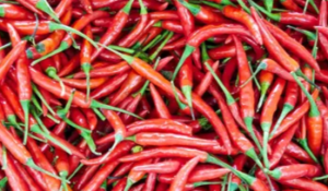 Antisipasi Anjlok Harga Cabai, Dinas TPHP Konawe Siapkan Solusi Bagi Petani