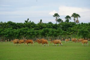 Jelang Kurban, Dompet Dhuafa Pastikan Ratusan Sapi di Sultra Sehat Semua