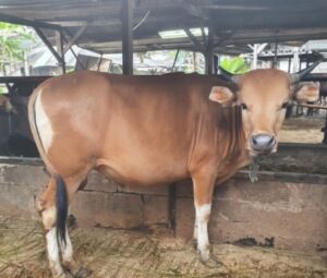 Pastikan Hewan Qurban Bebas PMK, Dinas Peternakan dan Keswan Konawe Rutin Melakukan Pemeriksaan