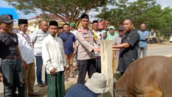 Idul Adha 2023, Polres Konawe Kurban 13 Ekor Sapi