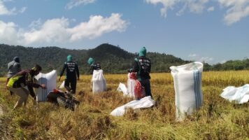 Pasca Bendung Diperbaiki, Hasil Panen Petani Tumbudadio Meningkat