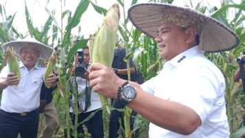 Didampingi Harmin Ramba, Penjabat Gubernur Sultra Panen Raya di Konawe