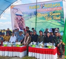 Penjabat Bupati Konawe Hadiri Panen Padi Perdana di Desa Tawamelewe