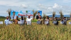 Panen Perdana Padi M70D, Pj Bupati Konawe Dorong Peningkatan Produksi Petani