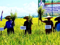 Konawe Melaju: Panen Raya Padi Dukung Ketahanan Pangan Nasional dan Wujudkan Sultra Lumbung Pangan