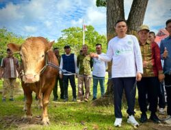 Presiden Prabowo Sumbang Sapi Qurban Jumbo untuk Warga Konawe, Bupati : Semoga Membawa Berkah