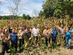 Polres Konawe Dukung Ketahanan Pangan, Hadiri Panen Raya Jagung Serentak di Unaaha