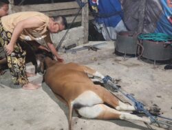 Wabup Konawe Sembelih Sapi Kurban untuk Timses dan Warga Wawotobi