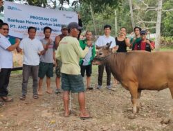 Wujud Kepedulian Sosial Jelang Idul Adha, ANTAM UBPN Konawe Utara Salurkan 25 Ekor Sapi Kurban