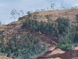 Diduga Tambang di Kawasan Hutan Tanpa PPKH, P3D Konut Desak APH Tindak PT Primastian Metal Pratama