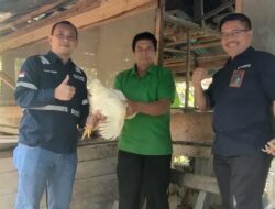 CSR PT Antam UBPN Konawe Utara Dorong Kemajuan Peternakan Ayam di Desa Awila
