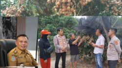 Desa Lalombonda Ditetapkan Jadi Kampung Tematik Kelengkeng, Konawe Menuju Sentra Hortikultura Unggulan