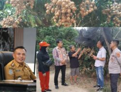 Desa Lalombonda Ditetapkan Jadi Kampung Tematik Kelengkeng, Konawe Menuju Sentra Hortikultura Unggulan