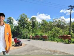 Sapi Berkeliaran Ancam Keselamatan Pengguna Jalan, Mahasiswa Desak Pemda Mubar Bertindak Tegas