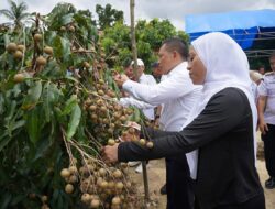 Panen Raya Lalombonda Jadi Gerbang Ekonomi Baru Petani, Bupati Konawe Dorong Wisata Petik Kelengkeng