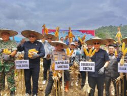 Kapolda Sultra dan Forkopimda Panen Raya Jagung di Kolaka Timur