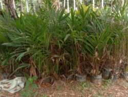 Warga Laporkan Dugaan Peredaran Bibit Sawit Ilegal di Konawe: Dana Desa Diduga Digunakan