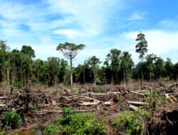 BPK Ungkap PT Riota Jaya Lestari Serobot 56 Hektare Kawasan Hutan di Kolaka Utara