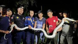 Ular Piton Lima Meter Gegerkan Warga Uepai, Damkar Konawe Turun Tangan