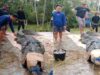 Buaya Raksasa yang Meresahkan Warga Kolono Berhasil Ditangkap dengan Pancing
