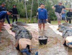 Buaya Raksasa yang Meresahkan Warga Kolono Berhasil Ditangkap dengan Pancing