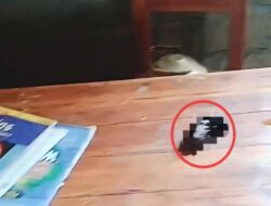 Aksi Tak Terpuji Cemari Dunia Pendidikan, Ruang Kelas SDN 5 Wawonii Utara Dijadikan Tempat BAB