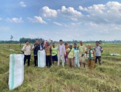 Bulog Unaaha Serap Gabah Petani Rp6.500 per Kg, Target Nasional 4 Juta Ton Setara Beras 2026