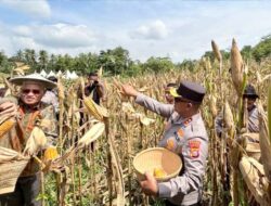 Polda Sultra Gelar Panen Raya Jagung Serentak Kuartal I 2026 di Kendari