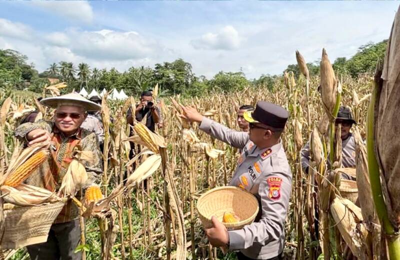 Polda Sultra Gelar Panen Raya Jagung Serentak Kuartal I 2026 di Kendari