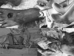 Diduga Oknum Brimob Tembak Warga di Tambang Ilegal Bombana, Korban Alami Luka di Kaki