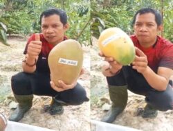 Padangguni Kembangkan Wisata Buah, Petani Sukses Panen Perdana Mangga Impor Jumbo