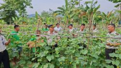 Panen Timun dan Kangkung di SAE, Rutan Unaaha Perkuat Pembinaan Kemandirian Warga Binaan