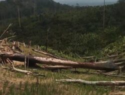 Hutan Dilahap Aktivitas Ilegal, Warga Desak Aparat Usut Dugaan Pembiaran di Taman Nasional Rawa Aopa Watumohai