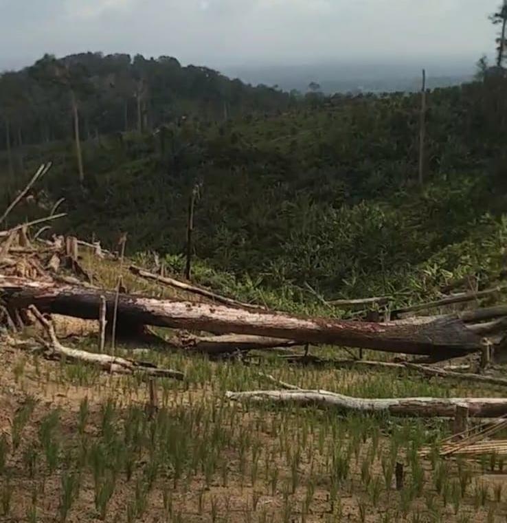 Hutan Dilahap Aktivitas Ilegal, Warga Desak Aparat Usut Dugaan Pembiaran di Taman Nasional Rawa Aopa Watumohai