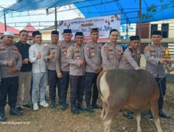 Idul Adha 1447 H, Polres Konawe Sembelih 13 Sapi dan 1 Kambing Kurban, Dua Ekor Bantuan Kapolri