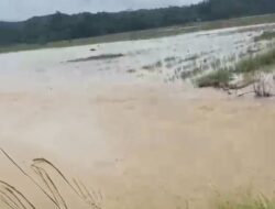 Tanggul Sungai Barowila Jebol, Ratusan Hektare Sawah Warga Terendam