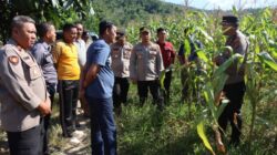 Kapolres Konawe Cek Lahan Jagung 1,5 Hektare, Dorong Ketahanan Pangan di Abuki